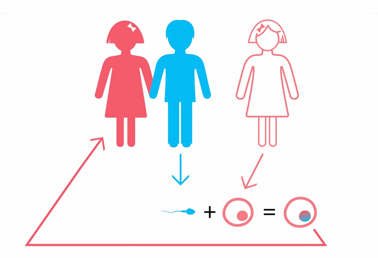 Donor's oocytes + patient's sperm + PGD (24 chromosomes) up to 8 embryos